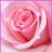 Rosas
