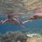 Oceanholic