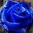 bluerose7119